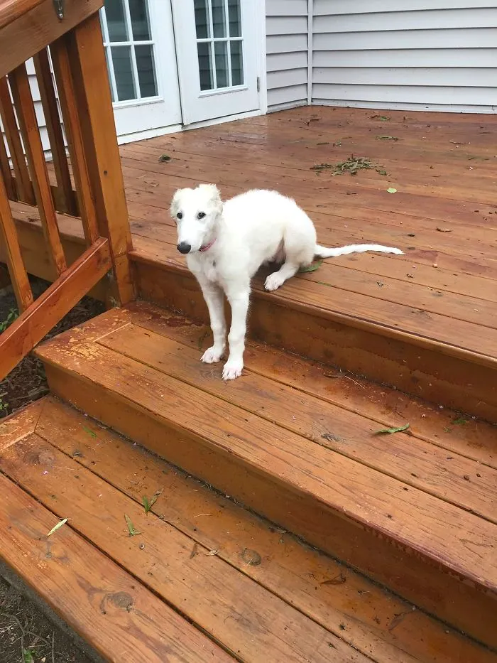Cute puppy sitting on wooden deck steps, looking curious and playful.