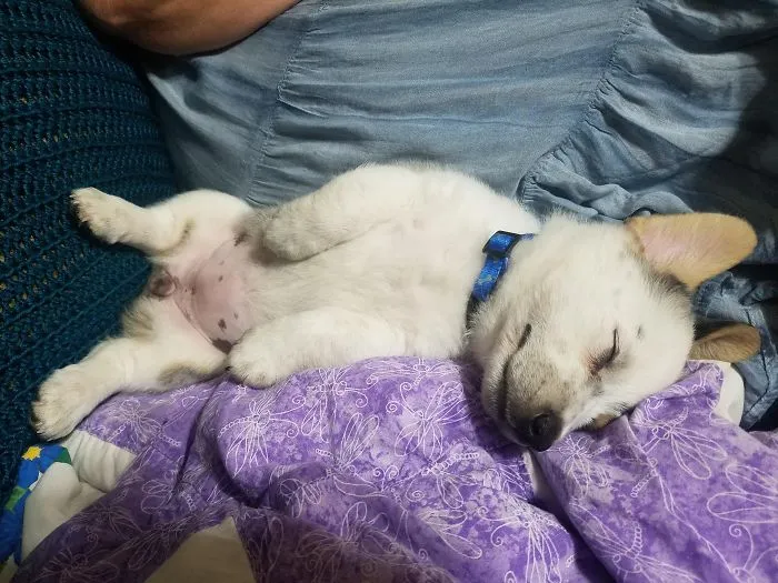 Cute puppy sleeping on a purple blanket, with a blue collar, cuddled up comfortably.