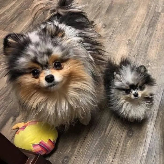Cute fluffy puppies standing on a wooden floor with a colorful ball nearby.