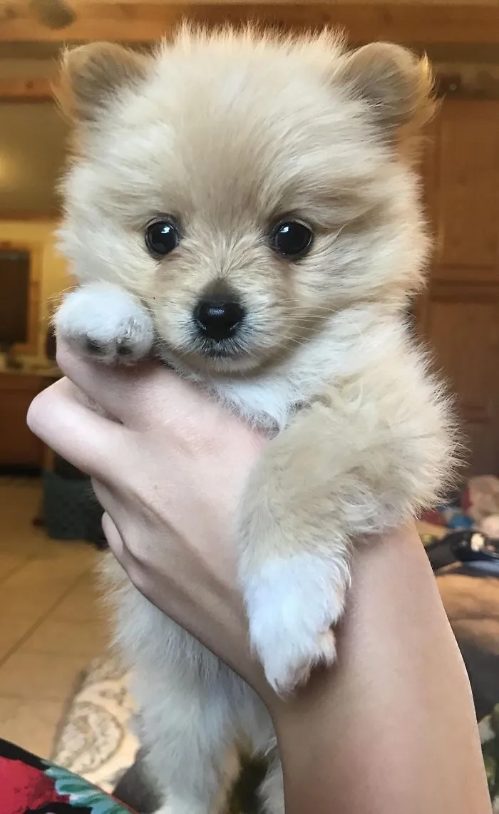 Cute puppy held in a hand, showing its fluffy fur and adorable face.