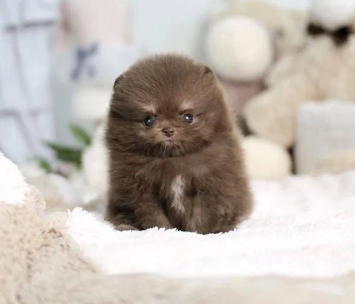 Adorable fluffy brown puppy sitting on a soft blanket.
