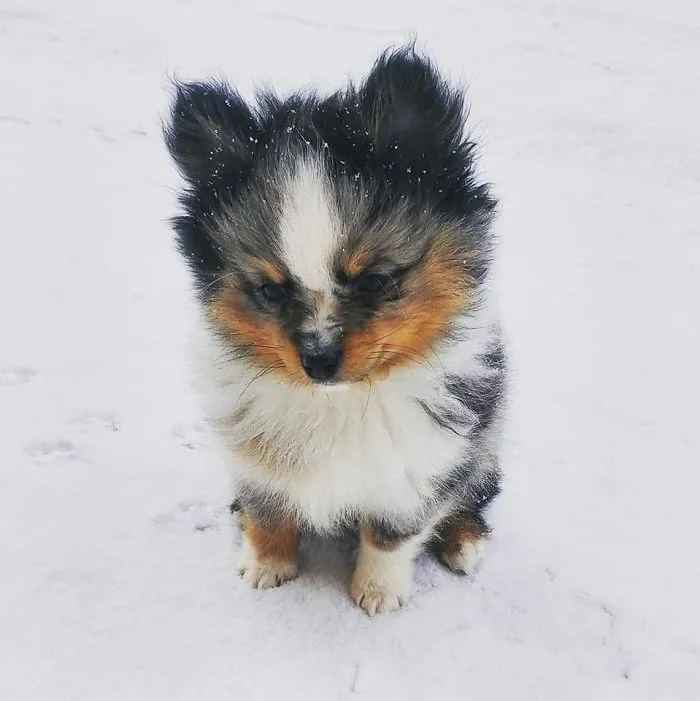Adorable fluffy puppy sitting on snow, with black, white, and tan fur, showcasing one of the cutest puppies ever.