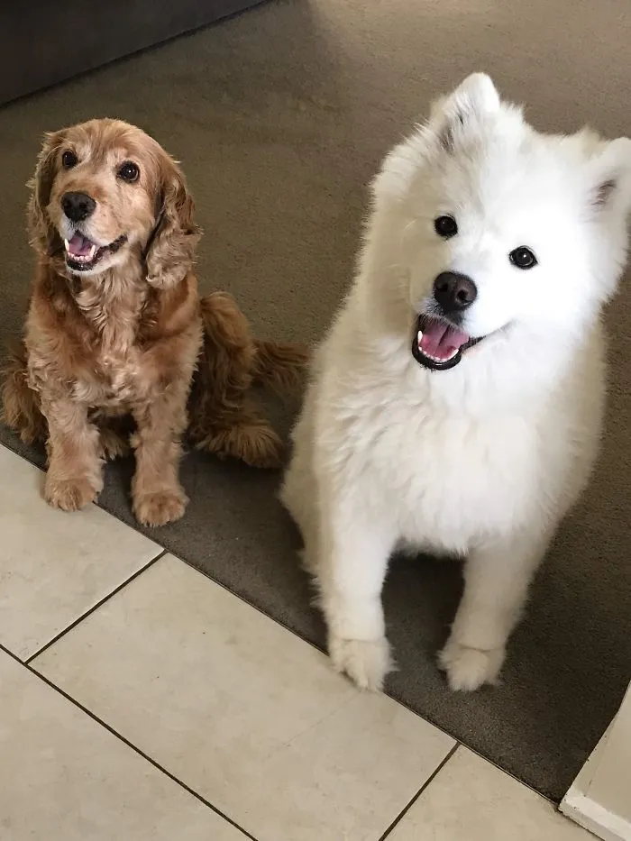 Two of the cutest puppies, a fluffy white dog and a curly brown dog, sitting and looking up adorably.