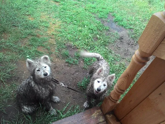 Two cute muddy puppies sitting on grass by wooden steps.