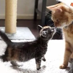 MyCatsWorld