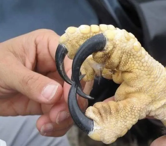 Eagle Talon Vs. Human Hand