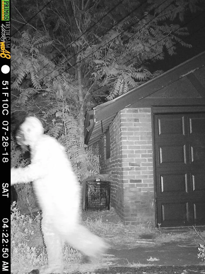 Mi amigo le gastó una broma a su novia. Ella tiene una cámara activada por movimiento, porque intenta tratar a un coyote enfermo. Cada mañana mira las imágenes. Su novio alquiló un disfraz de Sasquatch y se paseó a las 4 de la mañana ante la cámara