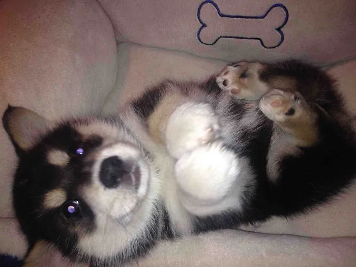 Cute puppy lying on its back in a dog bed with a bone design.