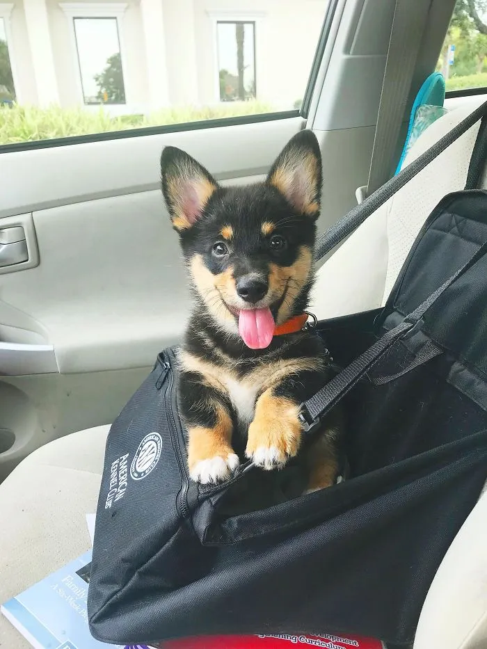 Cute puppy sitting in a bag on a car seat, with ears perked up and tongue out happily.