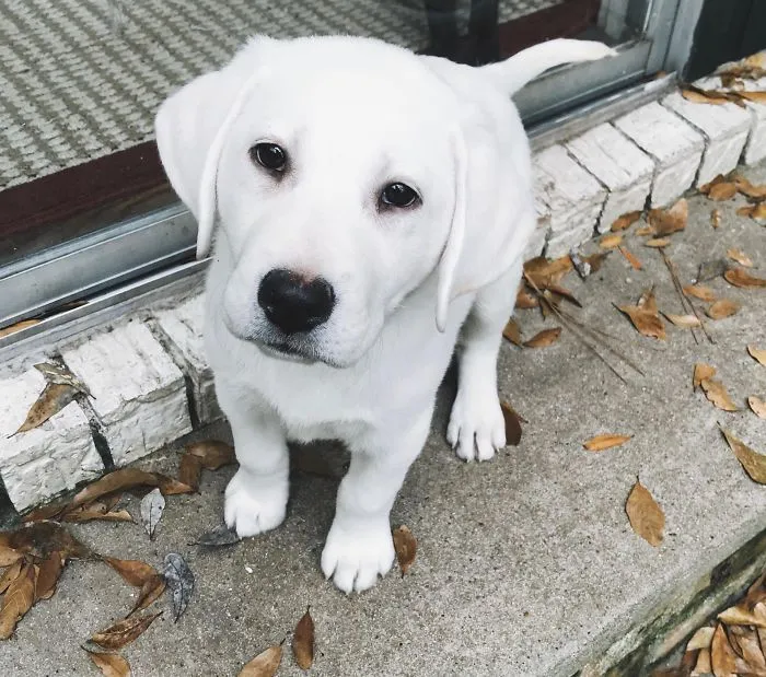 Cute white puppy sitting on a doorstep, surrounded by autumn leaves.
