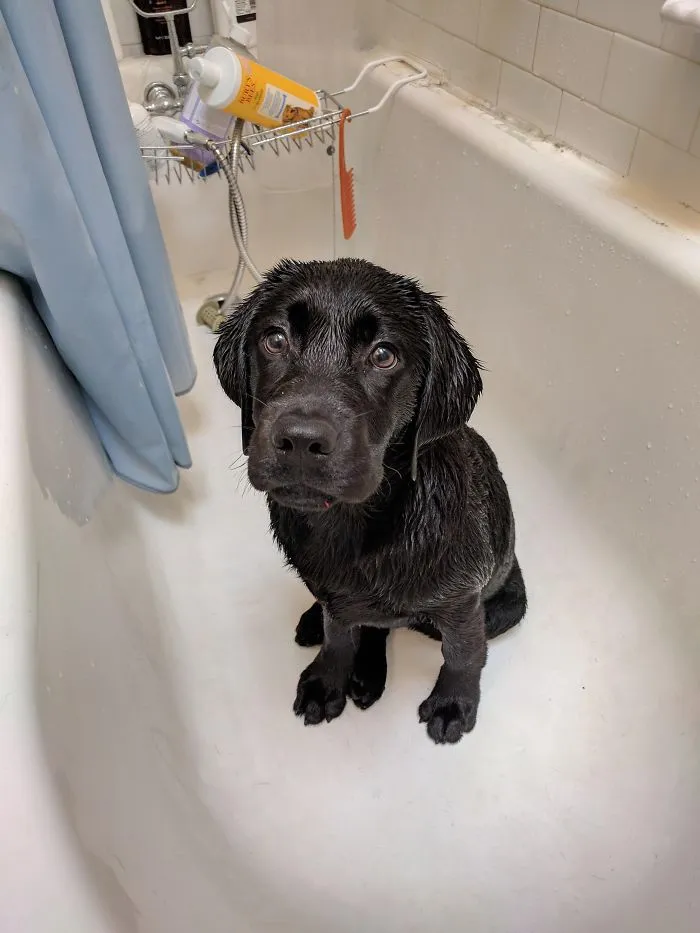Wet puppy sitting in a bathtub, with a shampoo bottle and a comb in the background, looking up adorably.