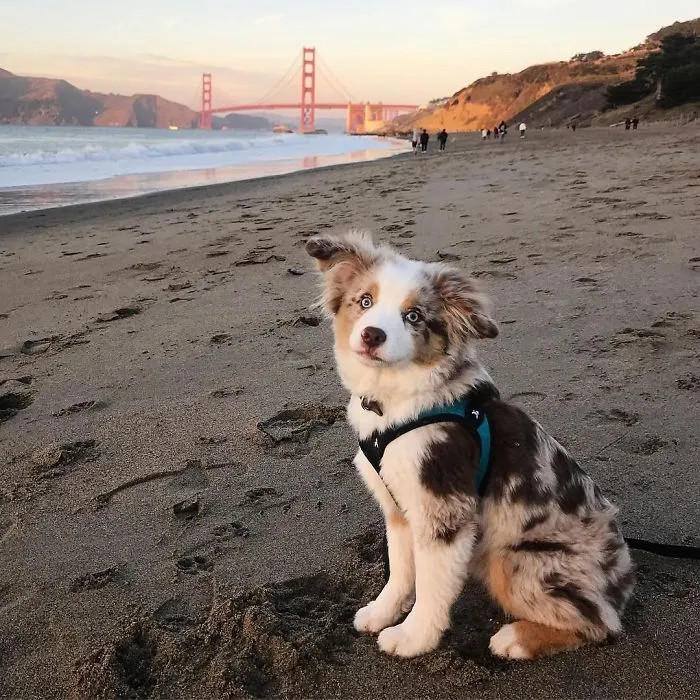 Cute puppy sitting on a sandy beach with the Golden Gate Bridge in the background.