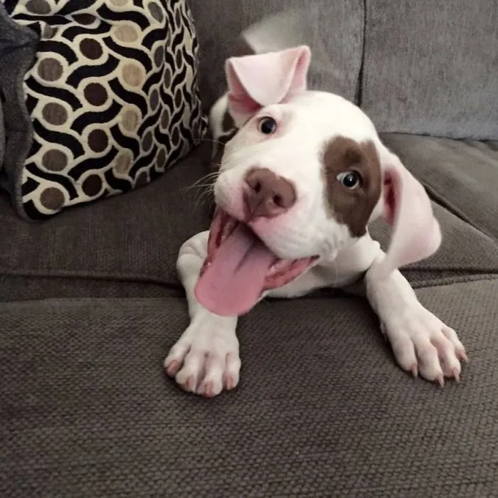 Cute puppy with a brown spot and floppy ears playing on a gray couch.
