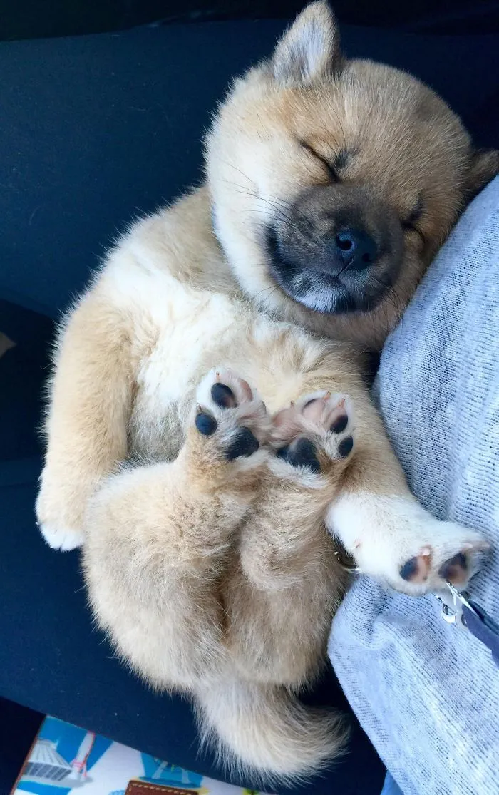Cute puppy sleeping on lap, showcasing its fluffy paws and peaceful expression.