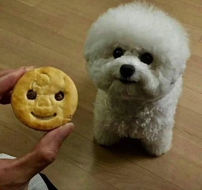A fluffy white puppy next to a smiley-faced cookie on a wooden floor.