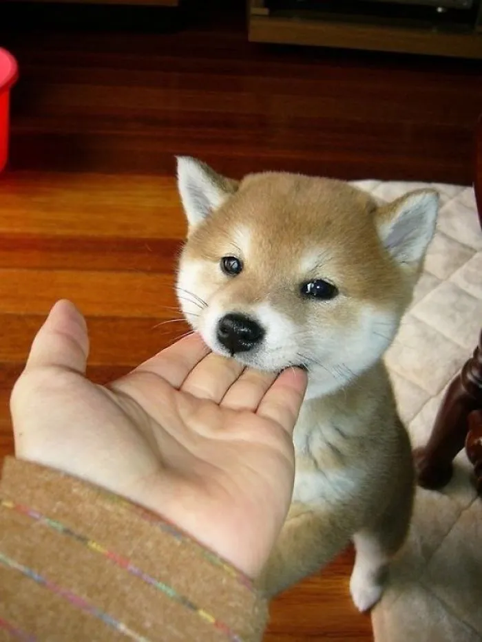 A cute puppy being gently petted on the chin while standing on a wooden floor.