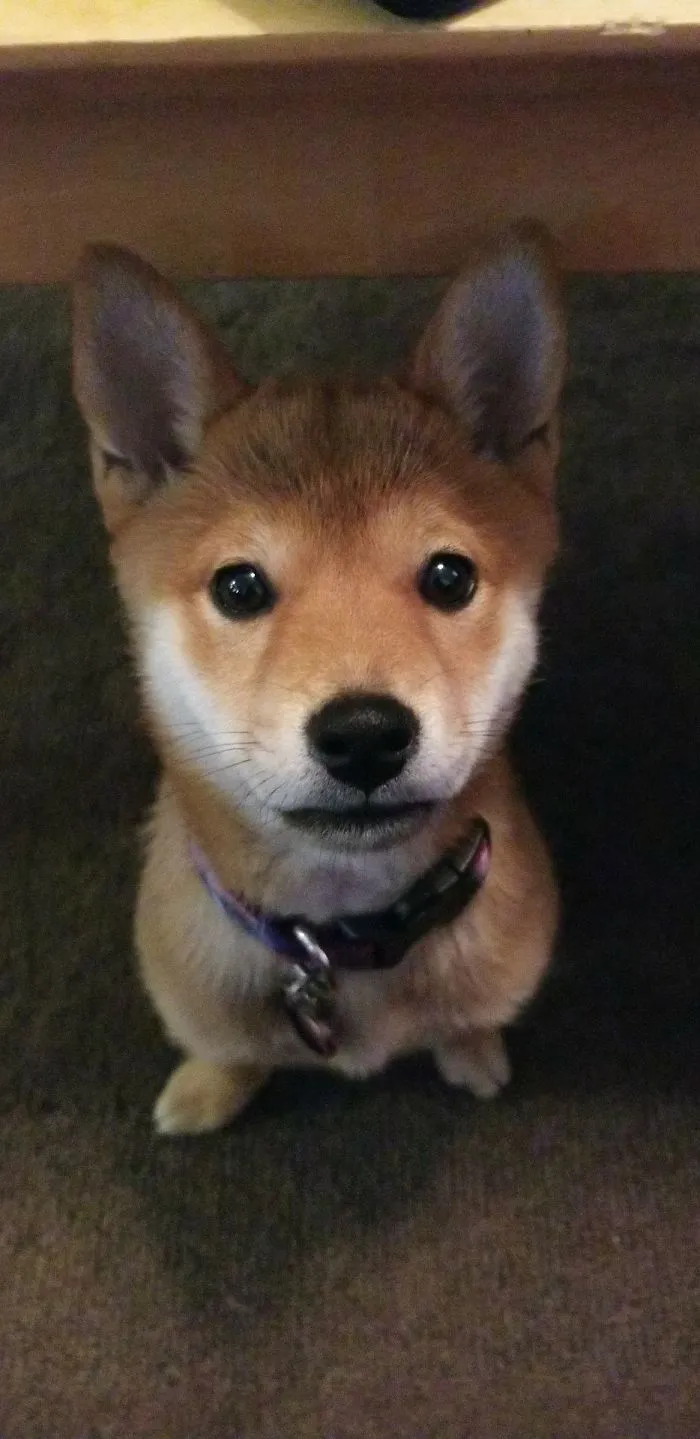 Close-up of an adorable puppy with a curious expression sitting on a carpet.
