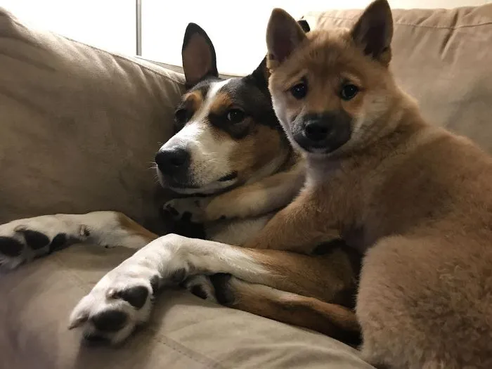 Two cute puppies cuddling on a sofa, showcasing their adorable expressions.