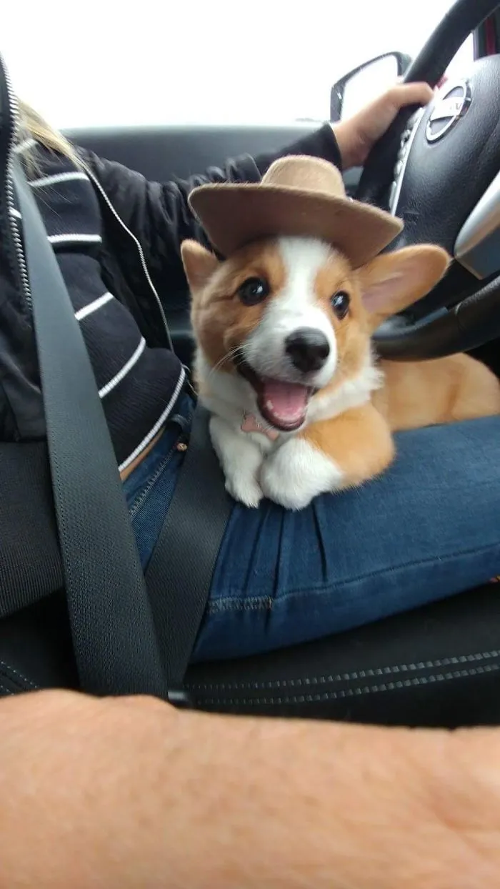 Cute puppy wearing a hat sitting on a person's lap in a car.