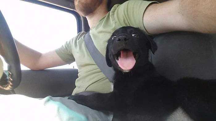 Cute puppy with tongue out, sitting in a car with a smiling person driving.
