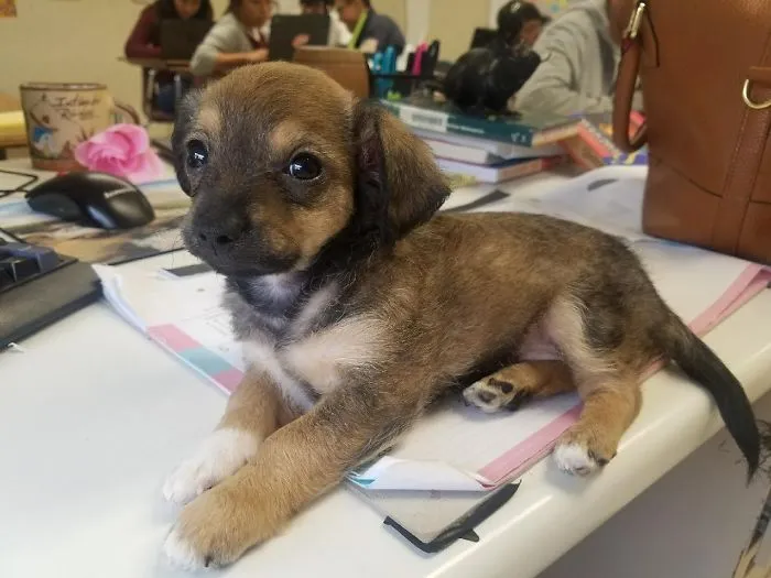 Cute puppy lounging on a desk with books and a cup in the background.