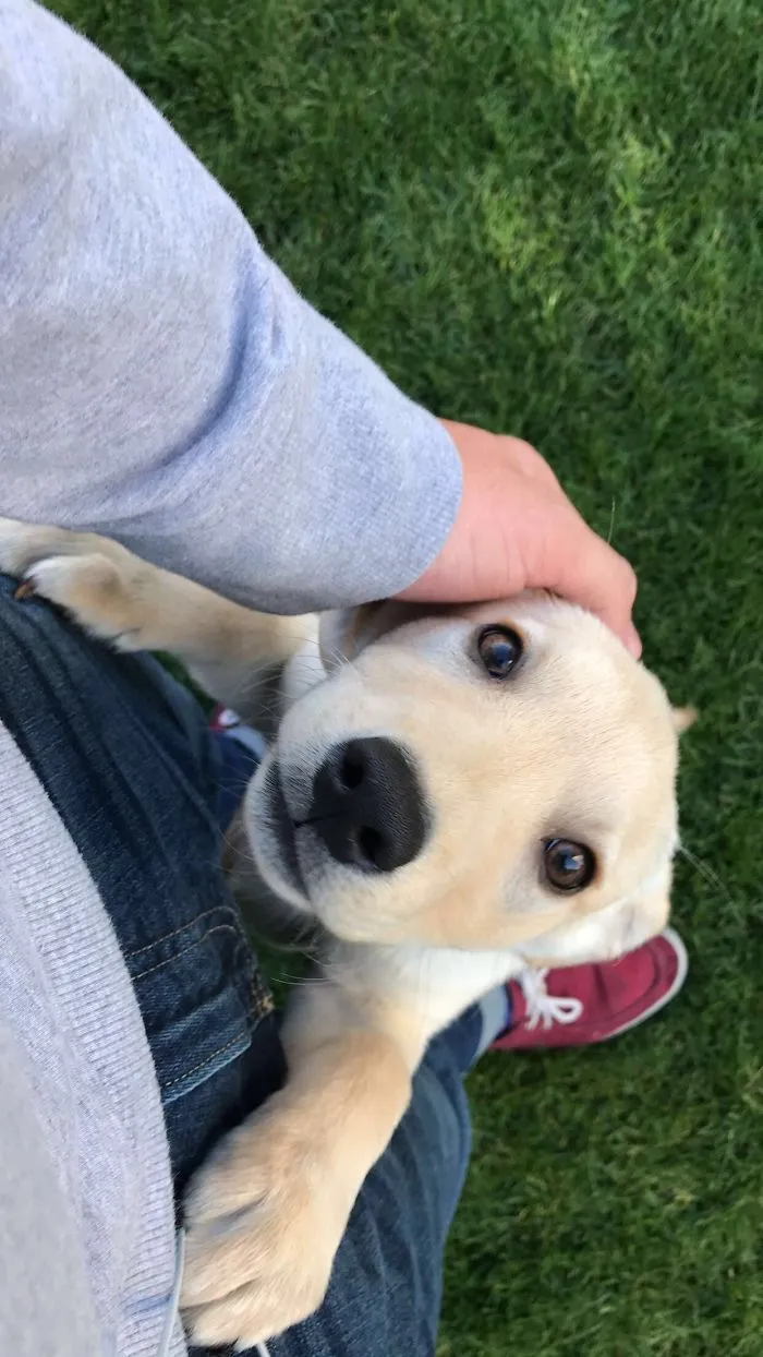 Cute puppy with a pink nose looking up while being petted on green grass.