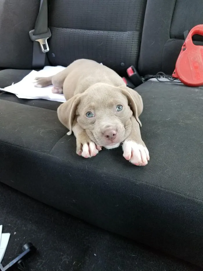 Cute puppy lying on a car seat, looking up with bright eyes.