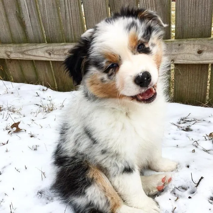 Cute puppy sitting in snow by a wooden fence, looking adorable and fluffy.