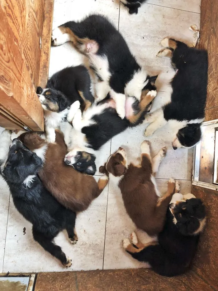 Group of the cutest puppies sleeping on the floor, showcasing their fluffy coats and adorable poses.