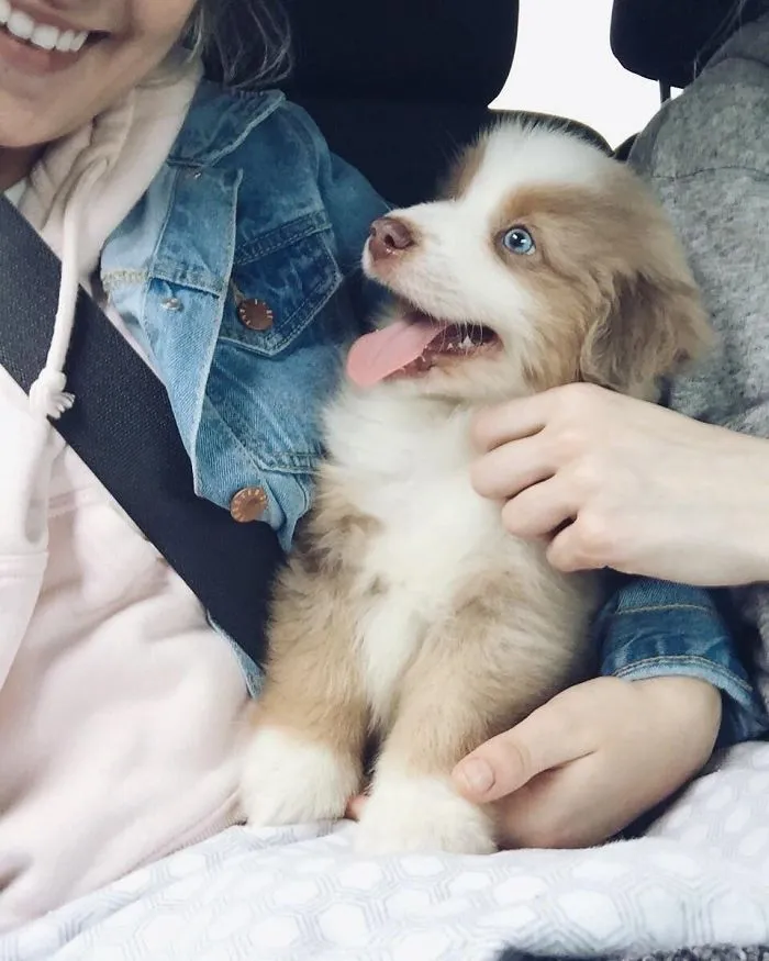 Adorable puppy with blue eyes sitting on a person's lap, looking playful and happy.