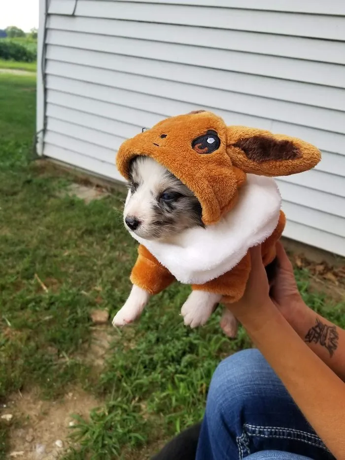 Cute puppy in a fluffy costume being held outdoors near a house.