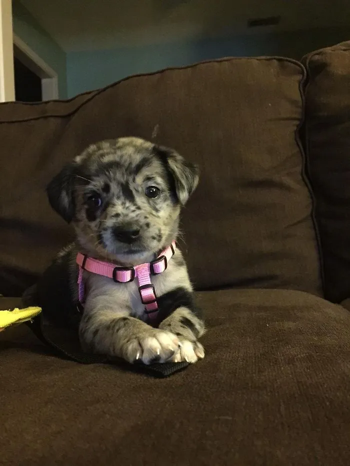 Merle puppy with a pink harness sitting on a brown couch looking adorably cute.