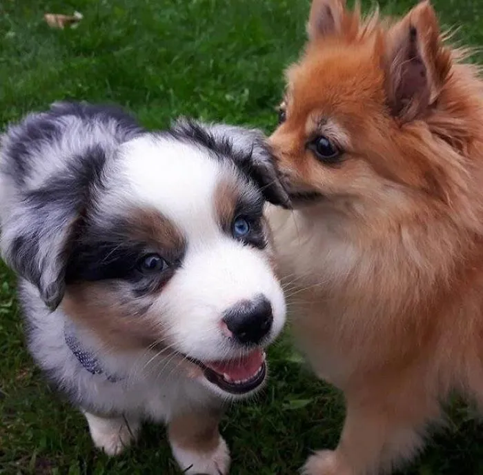 Two of the cutest puppies playing on grass, one with fluffy brown fur and the other with blue eyes.