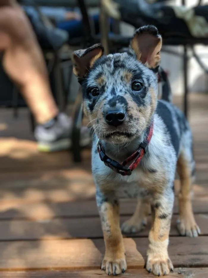 A cute puppy with speckled fur and a red collar standing on a wooden deck, looking curiously at the camera.