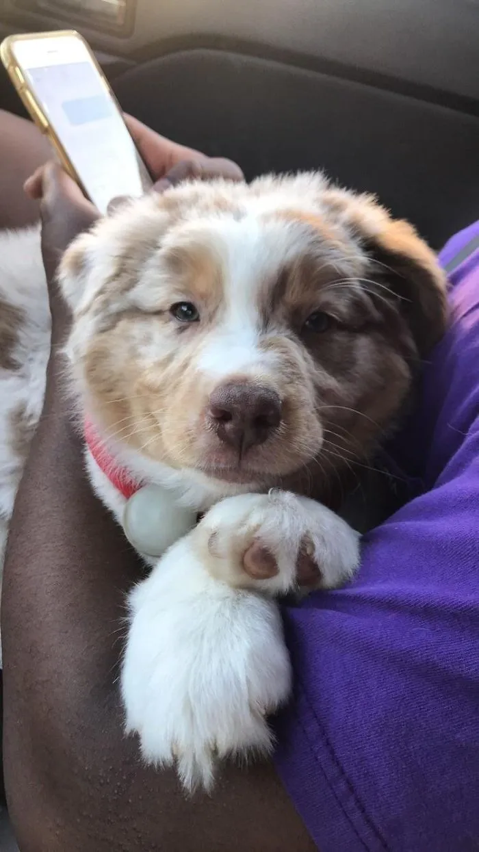Cute puppy resting on someone's arm, wearing a red collar, with a phone held nearby.
