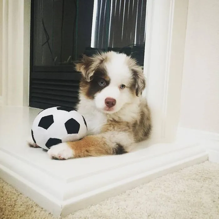 Cute puppy with a fluffy coat resting by a soccer ball indoors.