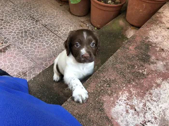Cute puppy with brown and white fur looks over a step in a garden setting.