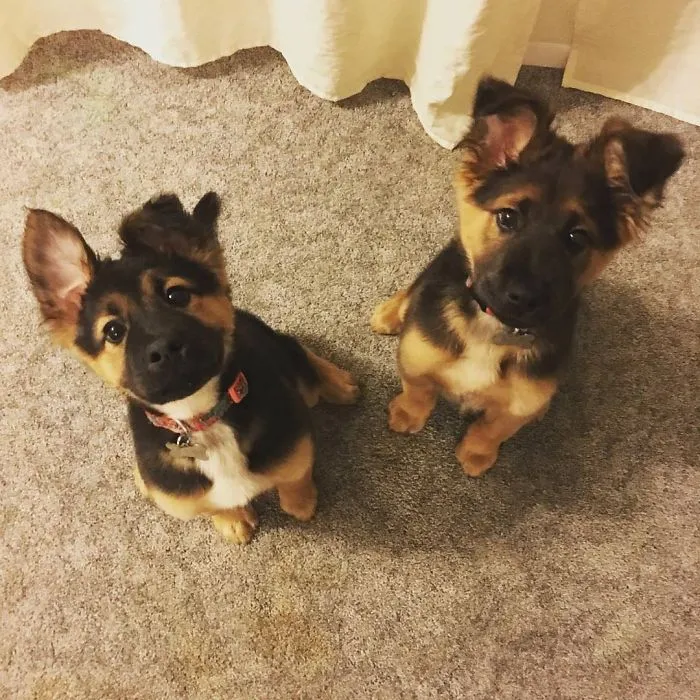 Two adorable puppies with fluffy ears sitting on a carpet, looking up curiously.