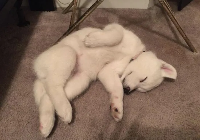 Cute puppy sleeping on carpet, curled up cozily.