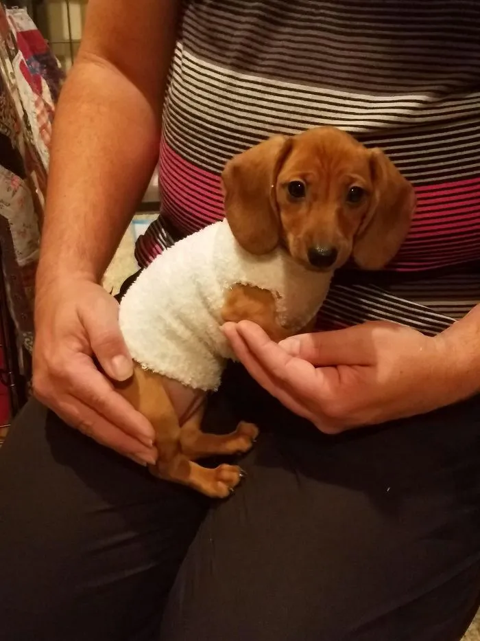 Cute puppy wrapped in a cozy white sweater, sitting on a person's lap.