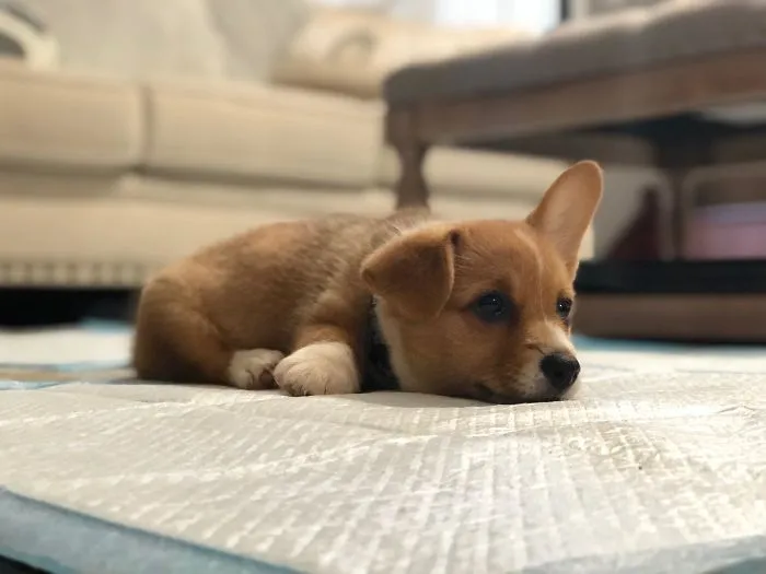 Cute puppy lying on a blanket in a cozy living room setting.