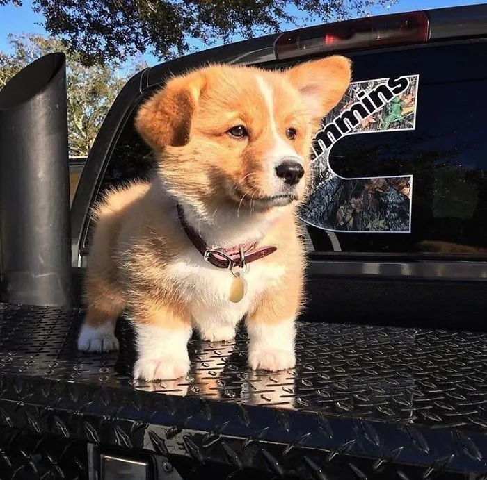 Cute puppy standing on a truck bed, looking curious.