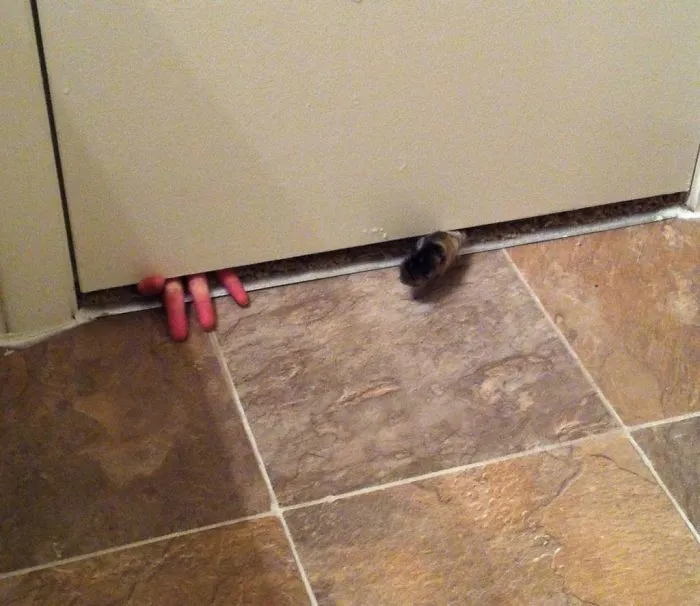 Can A Girl Poop In Peace? My BF & Our Cat!