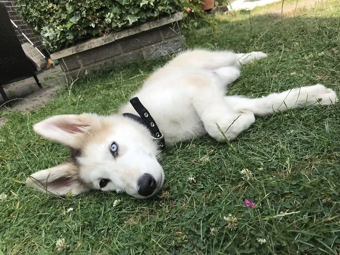 Cute puppy with blue eyes and fluffy fur lying on grass in a garden.