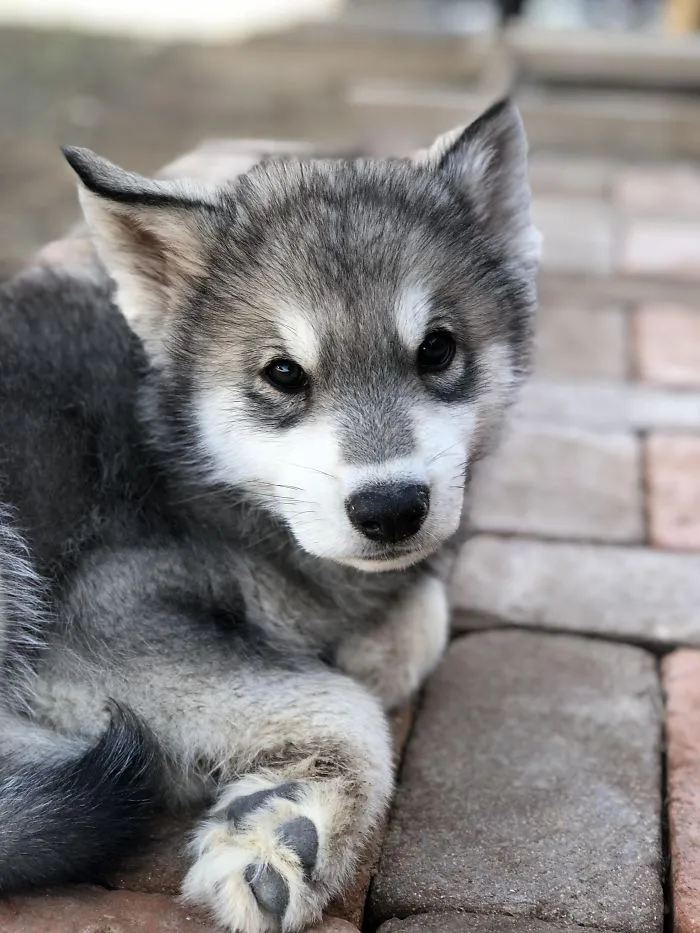 Cute puppy with fluffy gray fur and attentive eyes lying on a paved path.