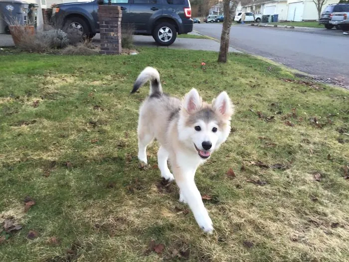 Cute puppy frolicking on a grassy neighborhood lawn.