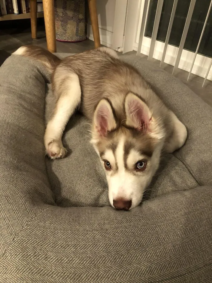 Cute puppy with striking eyes lying on a gray bed indoors.
