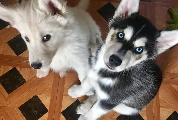 Two of the cutest puppies sitting on a wooden floor, one with fluffy white fur and the other with striking blue eyes.