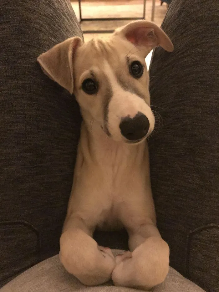 Adorable puppy with big eyes and floppy ears, looking up between gray-clad legs.