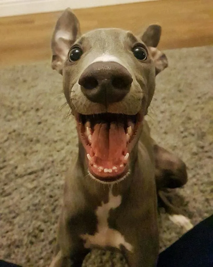 Cute puppy with wide smile sitting on a carpet.